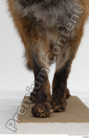  Red fox leg 0011.jpg
